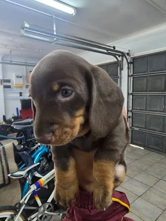 Daschund Hound Puppy