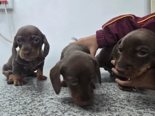 Daschund Hound Puppy