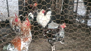 Chickens for Sale
