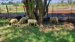 Sheep / Lambs for sale