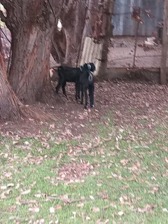 Young goats for Sale