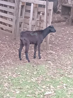 Young goats for Sale
