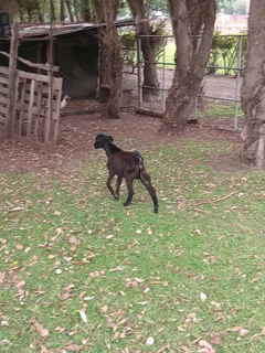 Young goats for Sale