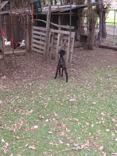 Young goats for Sale