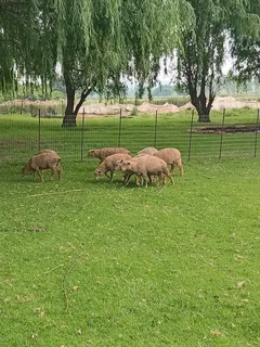 Lambs for Sale