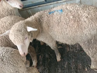 Lambs for Sale