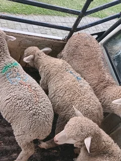 Lambs for Sale