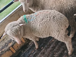 Lambs for Sale