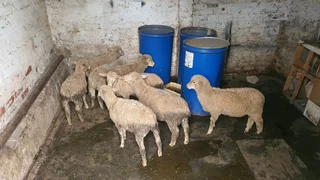 Sheep for Sale