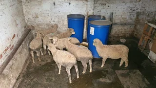 Sheep for Sale