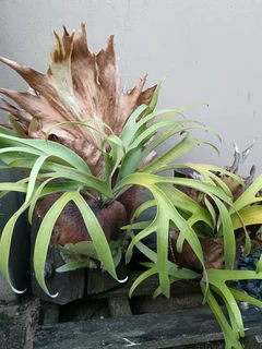Staghorn ferns