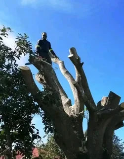 Tree Felling