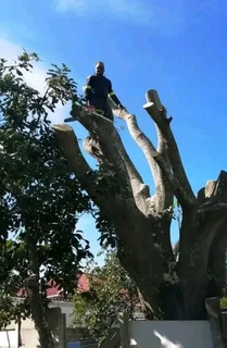 Tree Felling