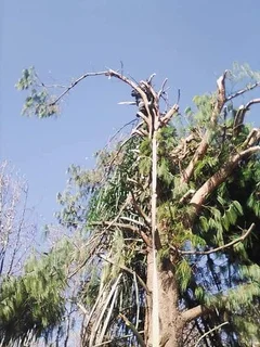 Tree Felling Durban
