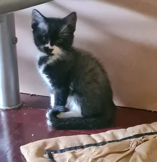 4 Beautiful Kitties ready to go to a good home!