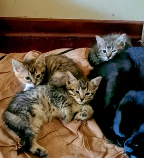 4 Beautiful Kitties ready to go to a good home!