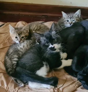 4 Beautiful Kitties ready to go to a good home!