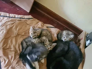 4 Beautiful Kitties ready to go to a good home!