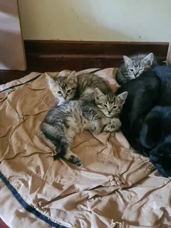 4 Beautiful Kitties ready to go to a good home!