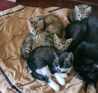 4 Beautiful Kitties ready to go to a good home!