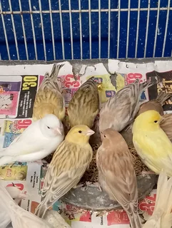 Pets - Ad Posted By Shanawaaz Badrow