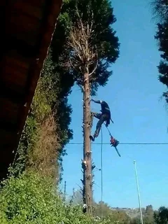 All Removals and General Garden Services.