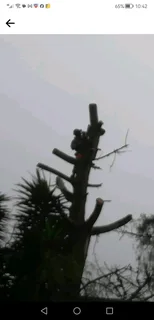 All Removals and General Garden Services.