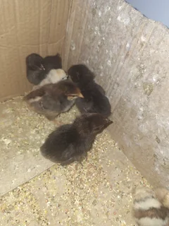 Baby chickens for sale