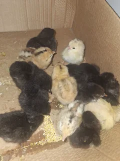 Baby chicks