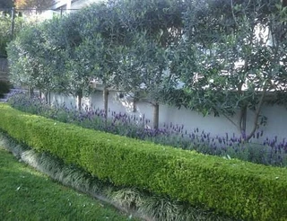 Olive Trees - Only R105, R320, R450! See "trees Of Eden" Web Page