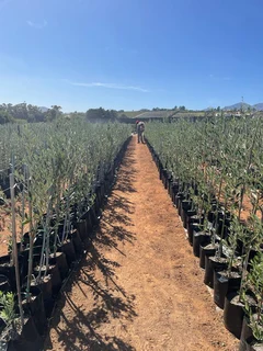 OLIVE TREES - ONLY R105, R320, R450! See &#34;Trees of Eden&#34; Web Page