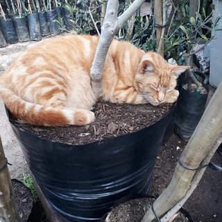 OLIVE TREES - ONLY R105, R320, R450! See &#34;Trees of Eden&#34; Web Page