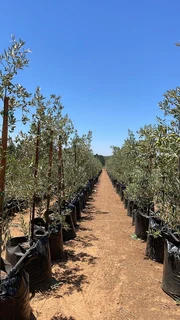 OLIVE TREES - ONLY R105, R320, R450! See &#34;Trees of Eden&#34; Web Page