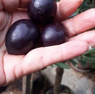 OLIVE TREES - ONLY R105, R320, R450! See &#34;Trees of Eden&#34; Web Page