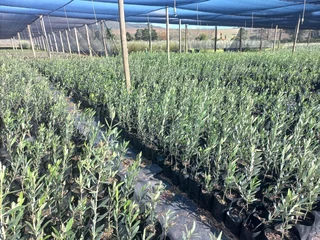 OLIVE TREES - ONLY R105, R320, R450! See &#34;Trees of Eden&#34; Web Page