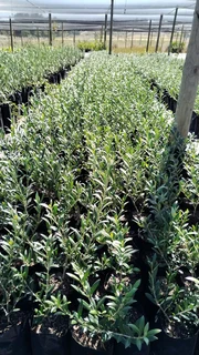 OLIVE TREES - ONLY R105, R320, R450! See &#34;Trees of Eden&#34; Web Page