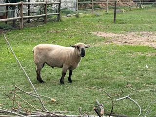 Hamsphire down registered stud ram
