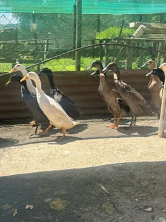 Runner Ducks