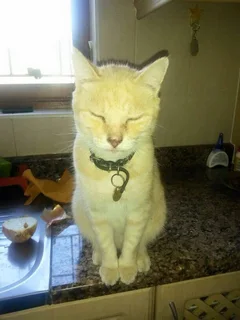 Missing Cat! Please help find him!