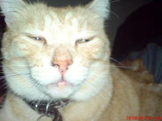 Missing Cat! Please help find him!