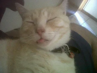 Missing Cat! Please help find him!