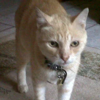 Missing Cat! Please help find him!