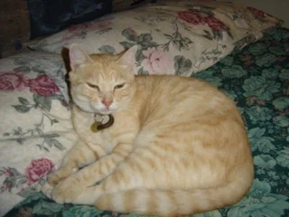 Missing Cat! Please help find him!