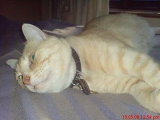 Missing Cat! Please help find him!