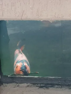 Large Koi for Sale