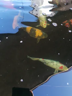 Large Koi for Sale