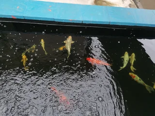 Large Koi for Sale
