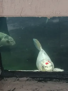 Large Koi for Sale