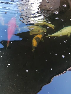 Large Koi for Sale
