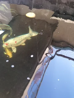 Large Koi for Sale
